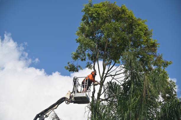 Best Tree Health Inspection  in USA